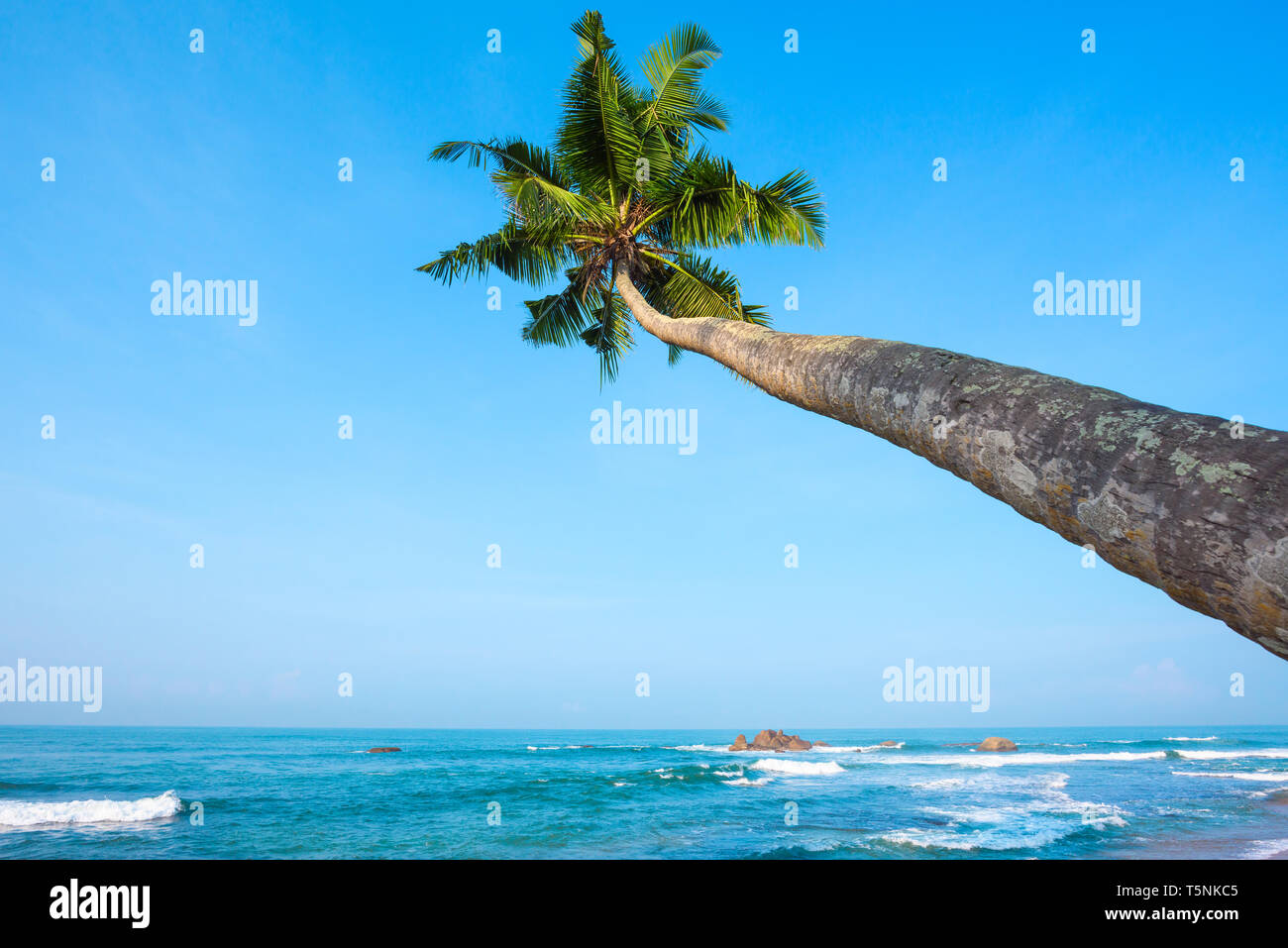 Tropical palm tree on ocean beach at day light time Stock Photo - Alamy
