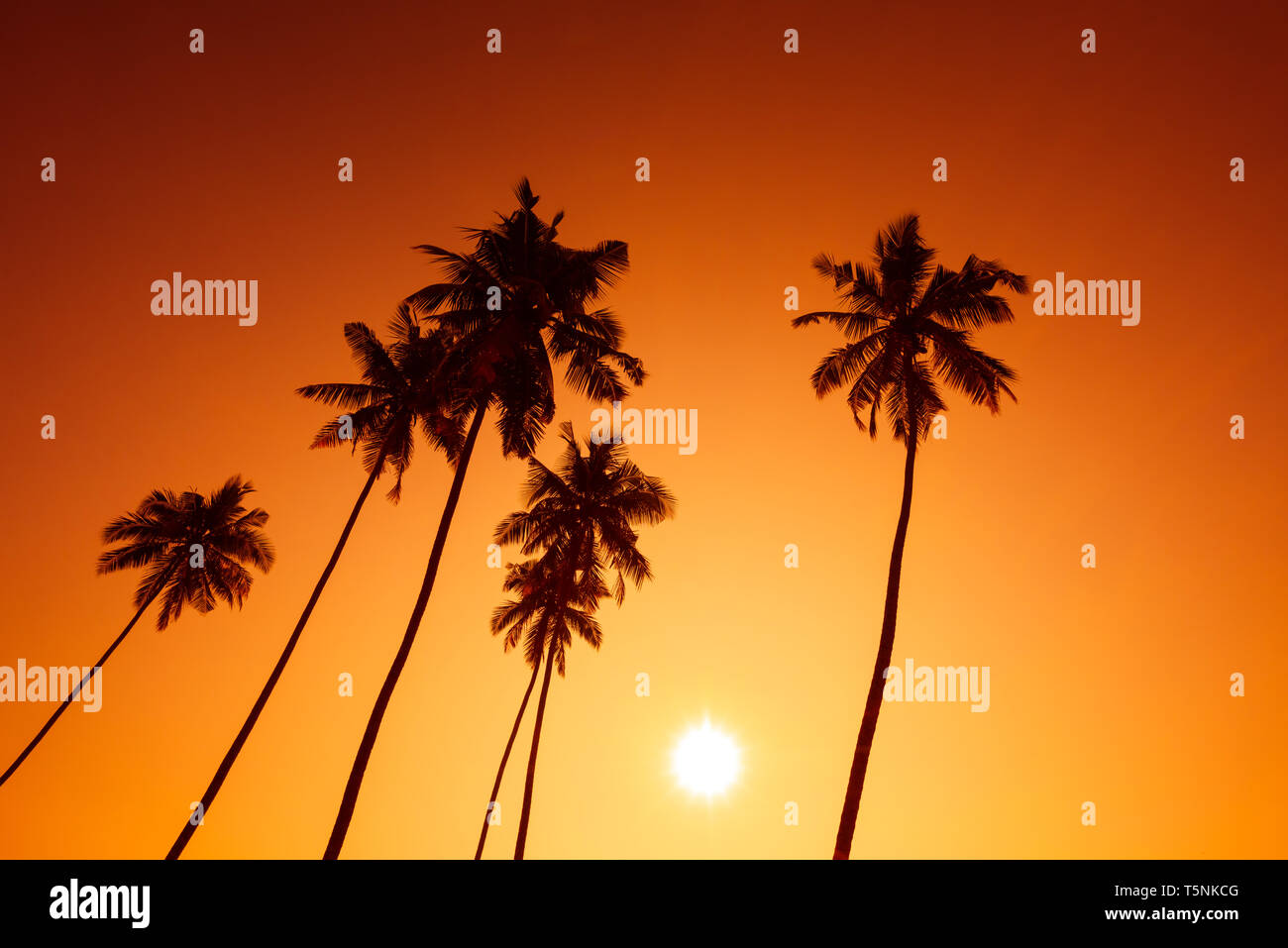 Palm trees silhouettes on tropical beach at summer warm vivid sunset ...