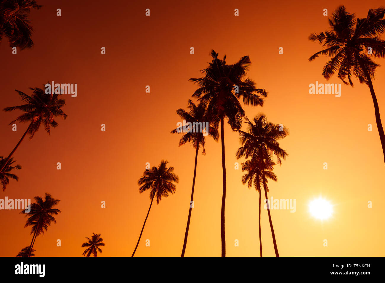 Palm trees silhouettes on tropical beach at summer warm vivid sunset ...