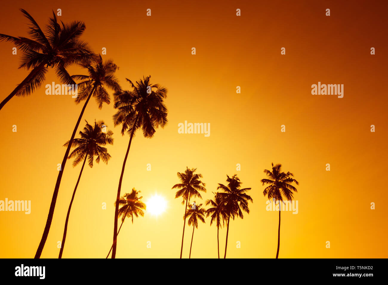 Palm trees silhouettes on tropical beach at summer warm vivid sunset ...