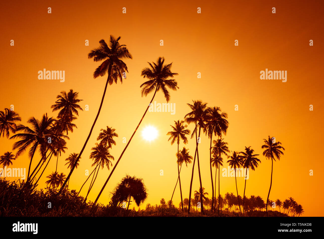 Palm trees silhouettes on tropical beach at summer warm vivid sunset ...