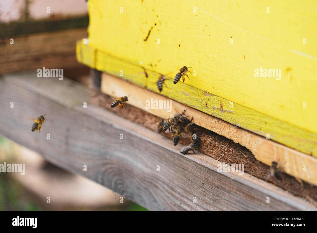 Honey Bee Species - Barnsley Beekeepers