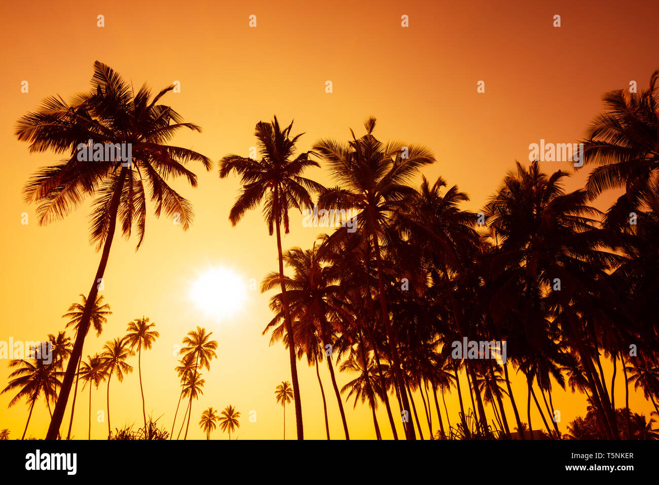 Palm trees silhouettes on tropical beach at summer warm vivid sunset ...