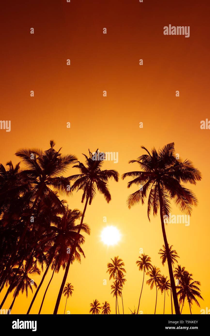 Palm trees silhouettes on tropical beach at summer warm vivid sunset ...