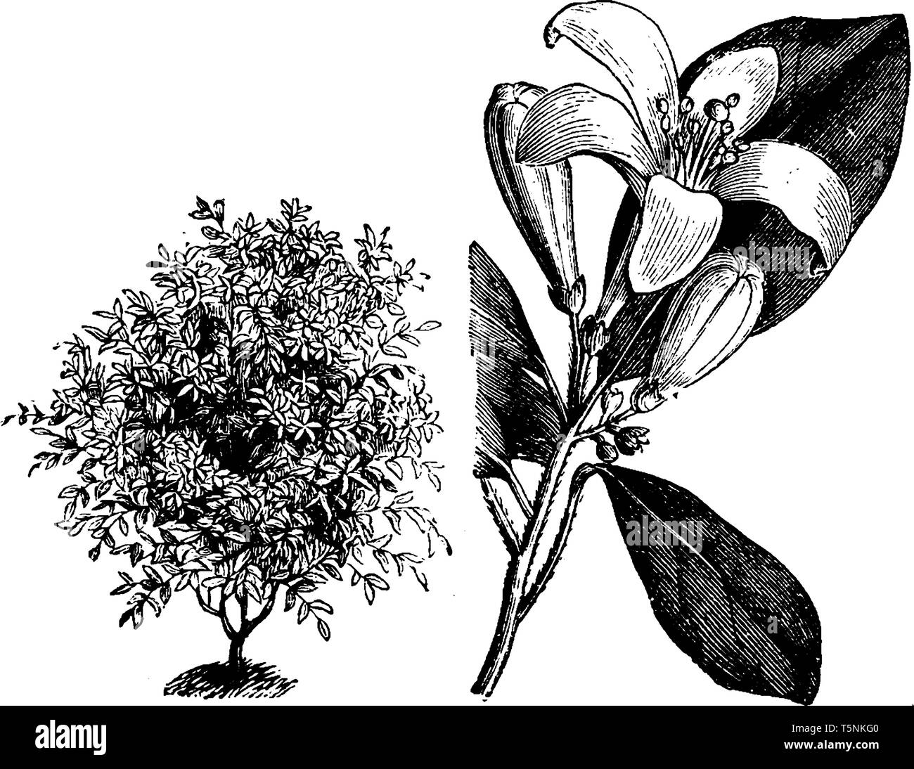Murraya Exotica is an evergreen shrub. It contains bell-shaped while flowers. This plant is native to Indomalaya and northern Australia, vintage line  Stock Vector