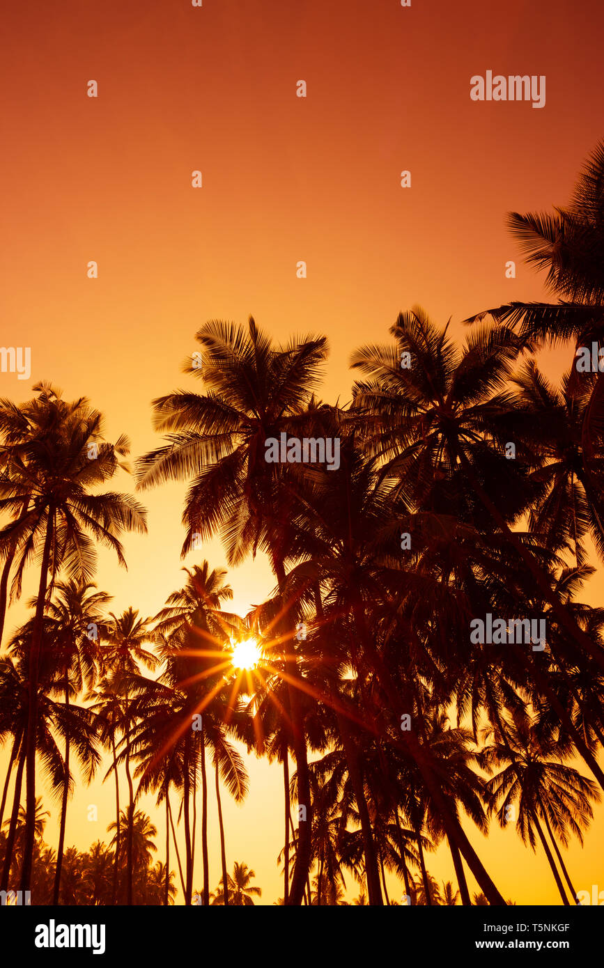 Palm trees silhouettes on tropical beach at summer warm vivid sunset ...
