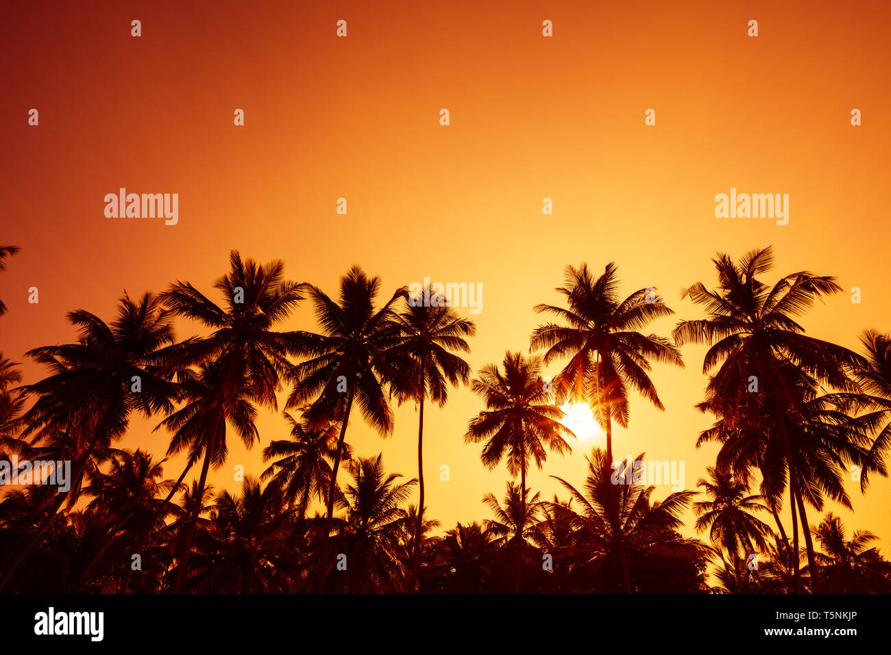 Palm trees silhouettes on tropical beach at summer warm vivid sunset ...