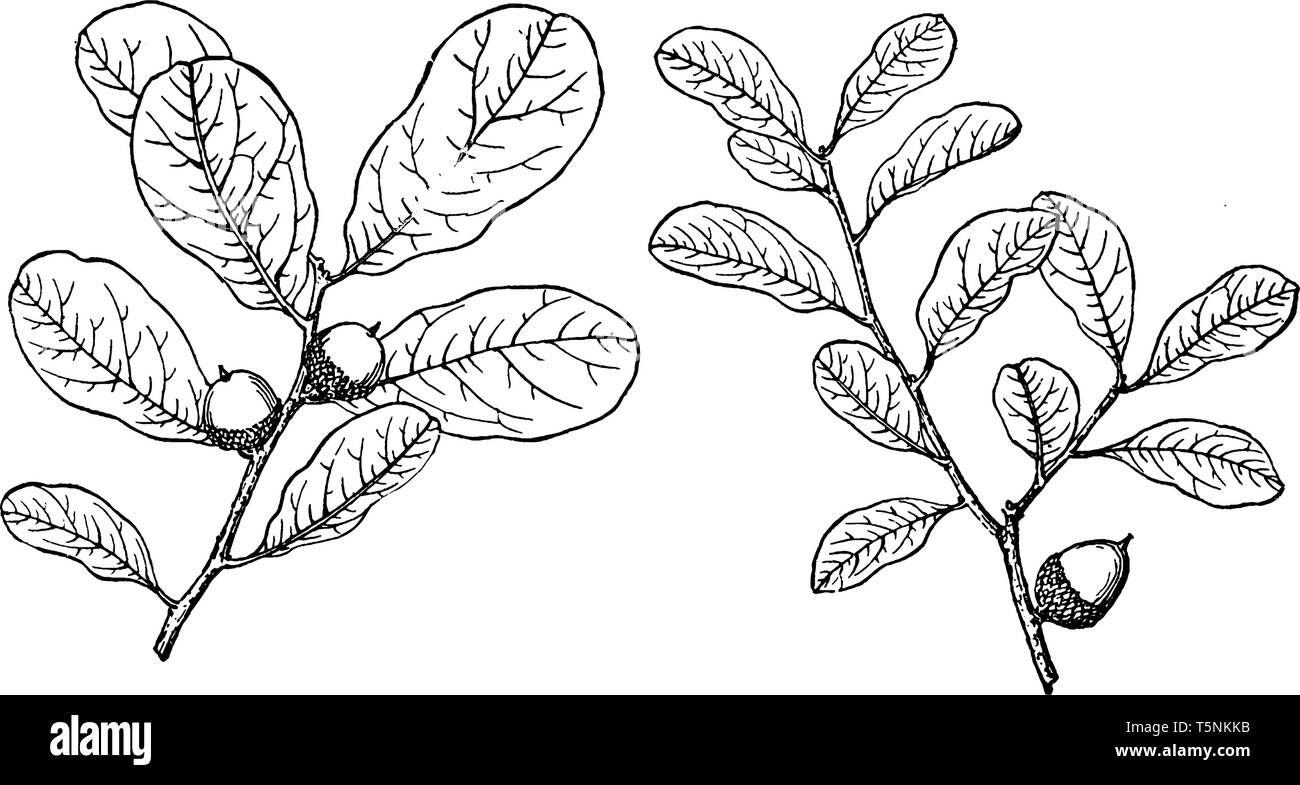 Picture shows the branch of Myrtle Oak. Myrtle Oak is native to the south-eastern United States. It has leaves with no lobes, hairless on the uppersid Stock Vector