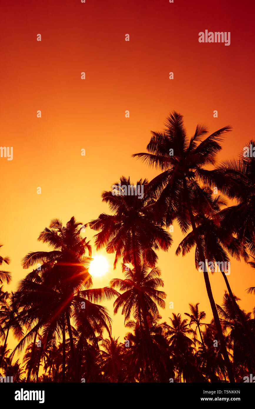 Palm trees silhouettes on tropical beach at summer warm vivid sunset ...