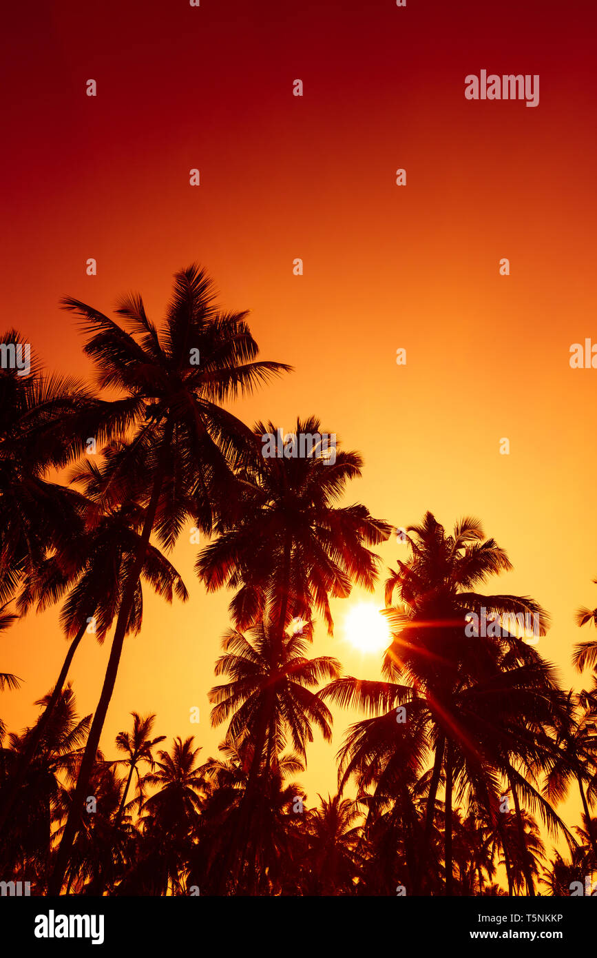 Palm trees silhouettes on tropical beach at summer warm vivid sunset ...