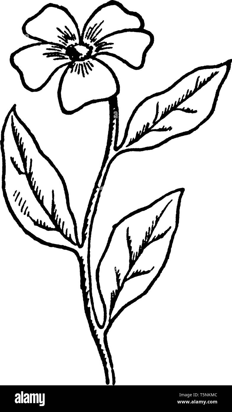rose mandala icon symbol logo, flower floral leaf, vector hand drawn,  illustration design concept sign. Stock Vector