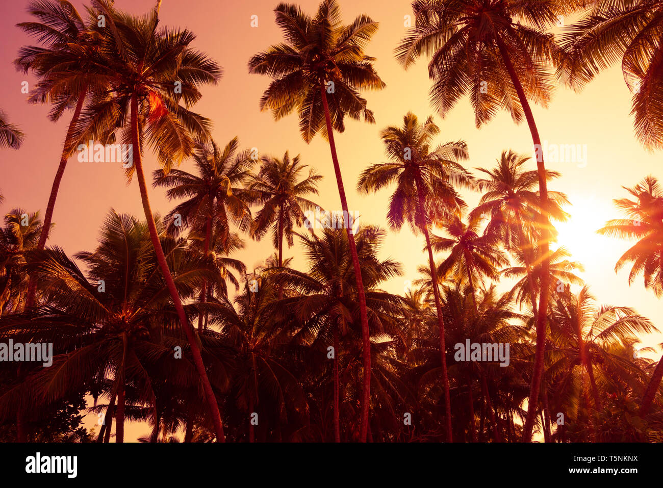 Palm trees silhouettes on tropical beach at summer warm vivid sunset ...