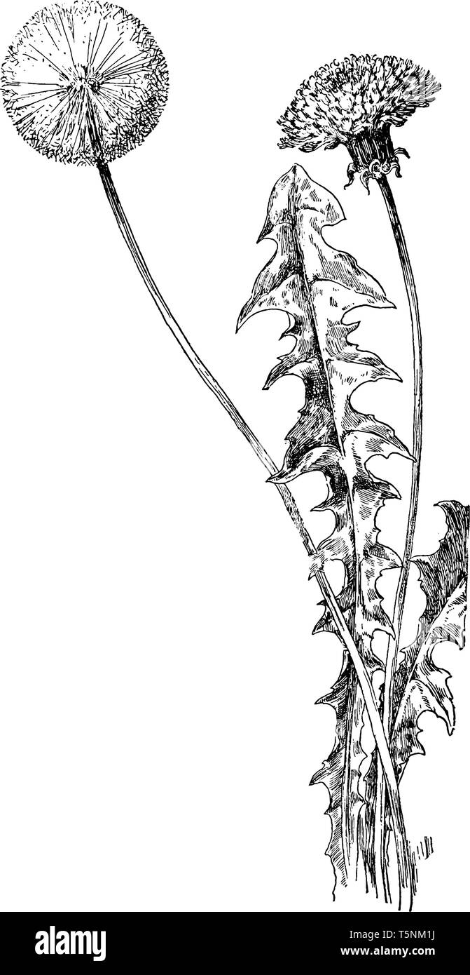 A picture is showing Common Dandelion, commonly known as Taraxicum officinale. It belongs to Compositae family. Leaves have deeply toothed-margins on  Stock Vector