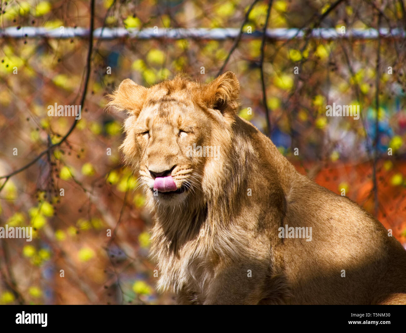 young male lion lies in the sun of spring and enjoy it Stock Photo