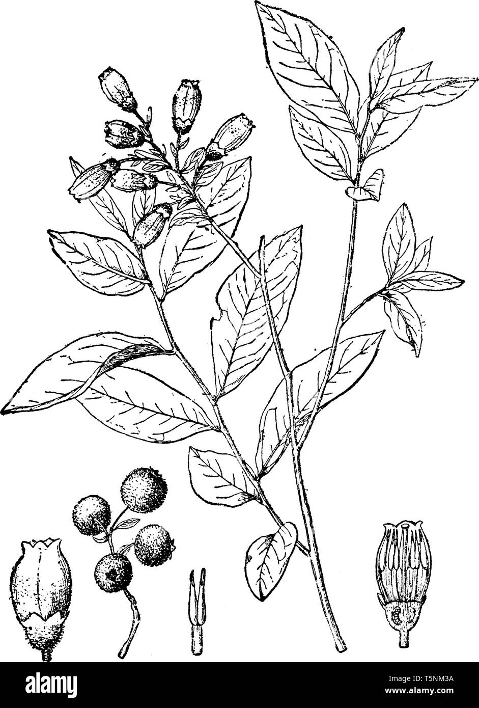 This picture is showing a Vaccinium Hirsutum shrub bear which is a member of Ericaceae family it's like fruit like berries, vintage line drawing or en Stock Vector