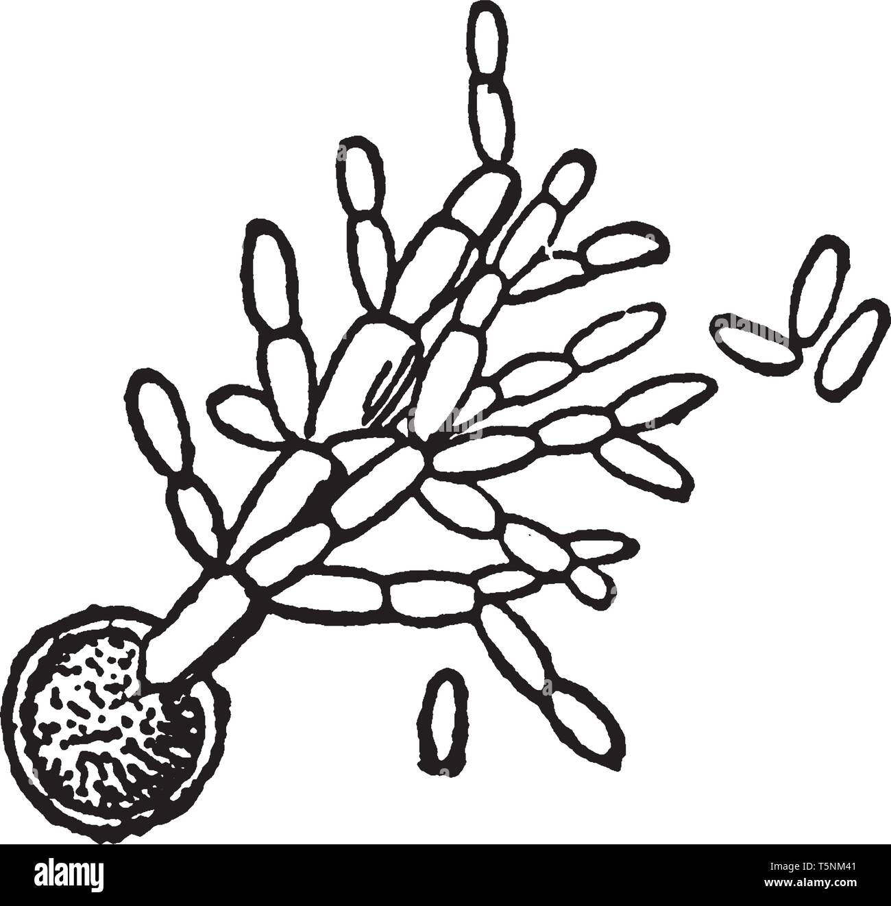 A picture showing the Germinating spore, with secondary spores or conidia, vintage line drawing or engraving illustration. Stock Vector