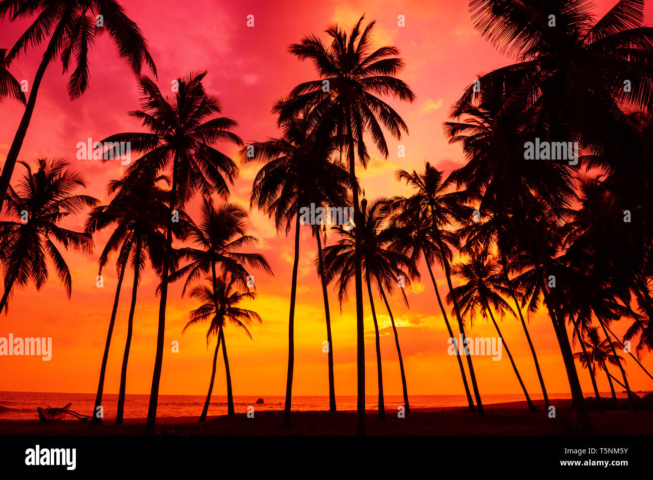 Palm trees silhouettes on tropical beach at vivid sunset time Stock ...