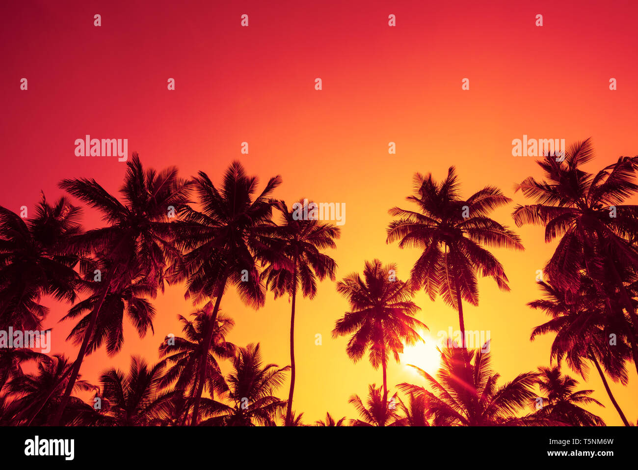Palm trees silhouettes on tropical beach at summer warm vivid sunset ...