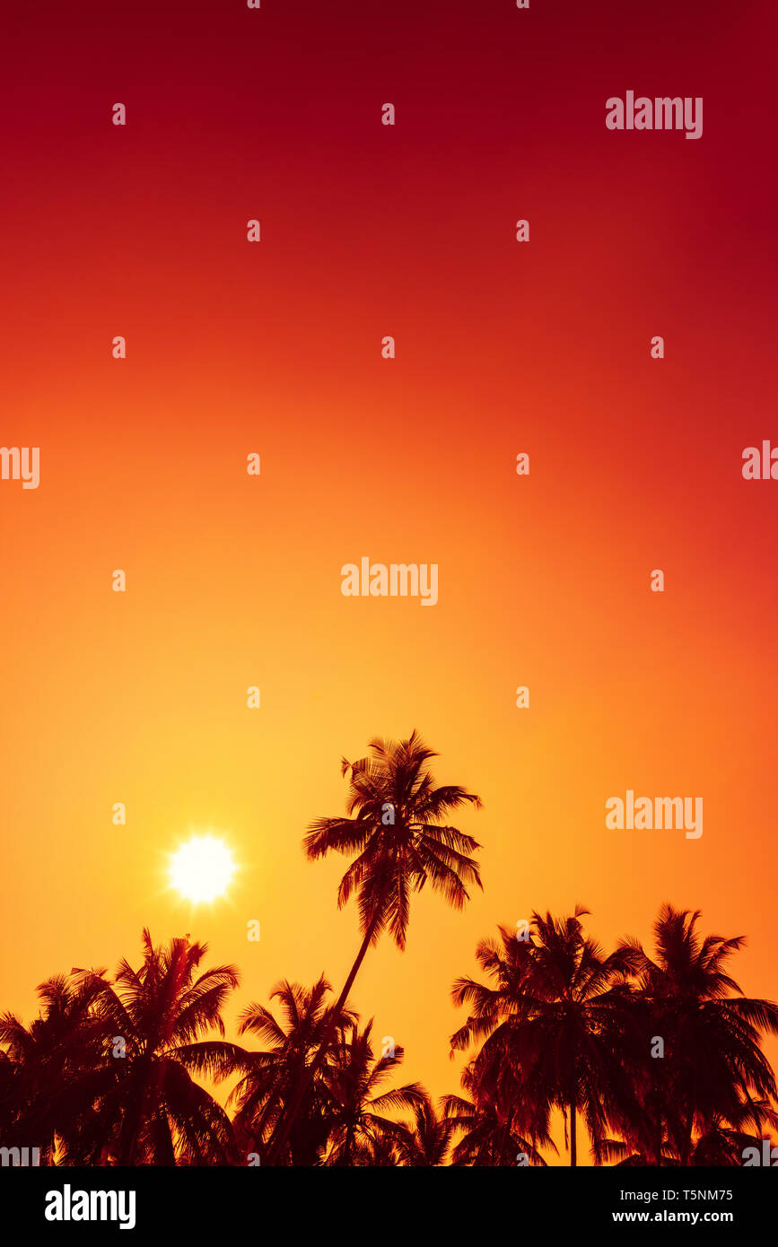Palm trees silhouettes on tropical beach at summer warm vivid sunset ...