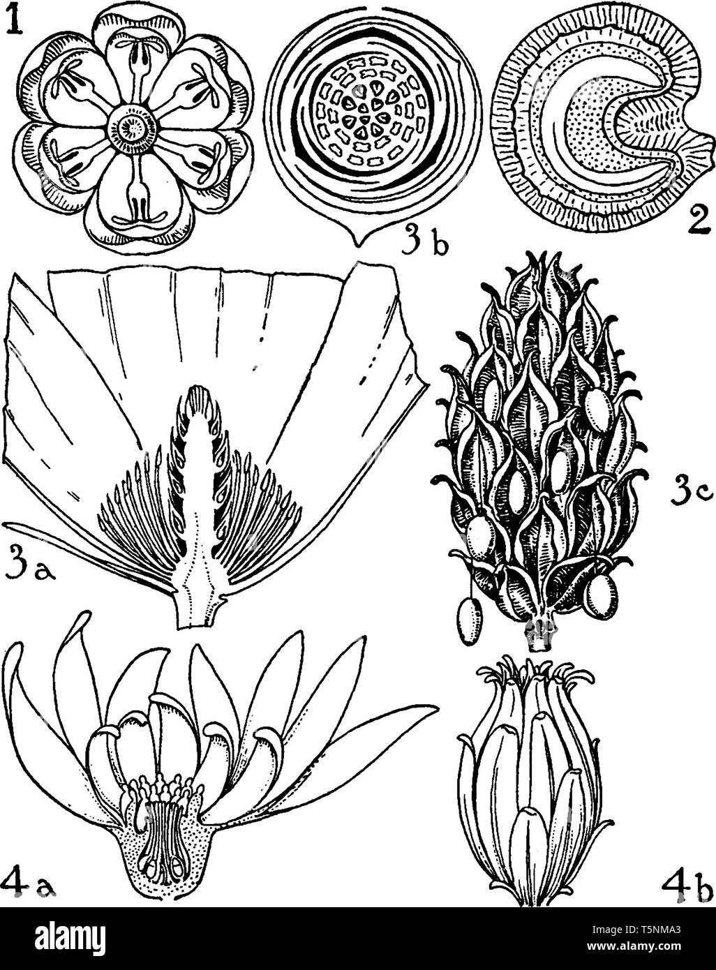 This is an image of Berberidaceae, Menispermaceae, Mahnoliaceae, and ...