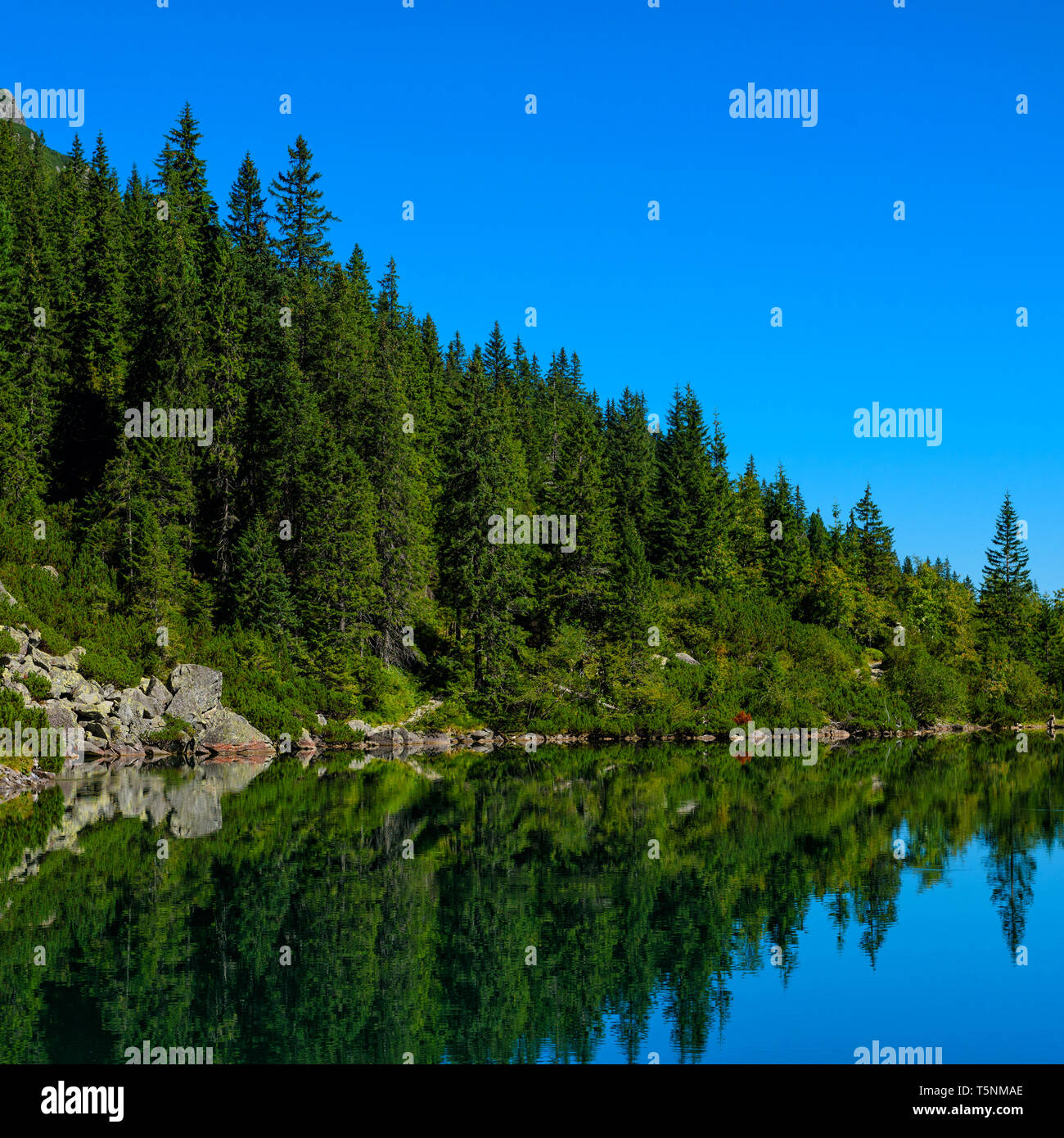 Pine forest in zakopane hi-res stock photography and images - Alamy