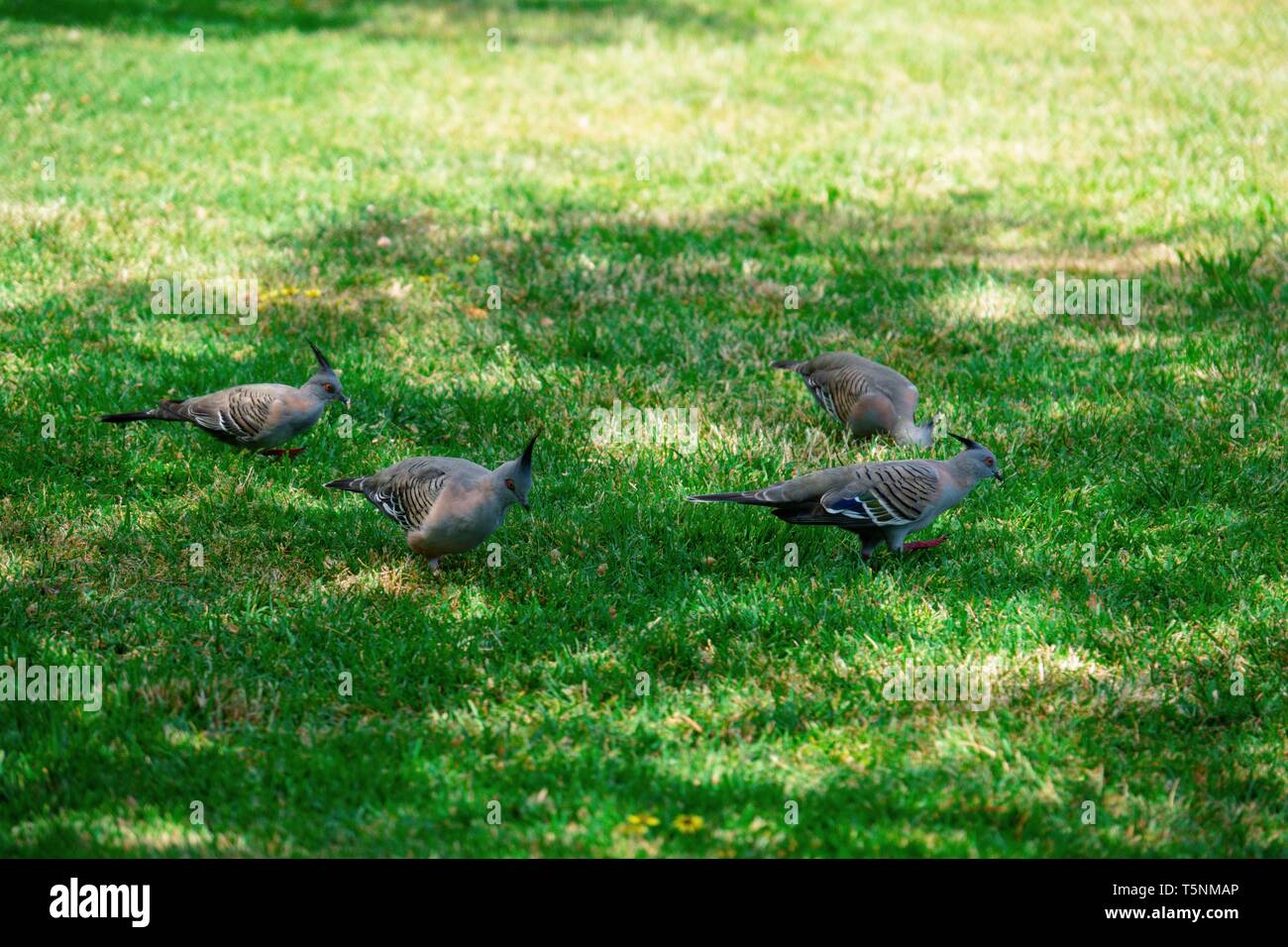 Group of crested pigeons grazing on a grassy lawn Stock Photo