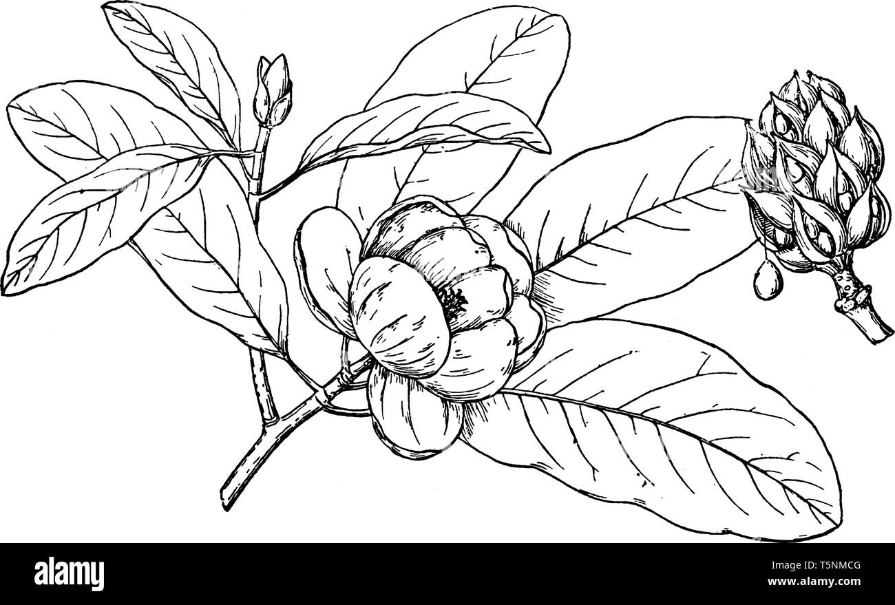 Picture shows Branch of Sweetbay Magnolia Plant along with his flower, bud and leaves. It has white flowers held singly on the branch and its leaves a Stock Vector