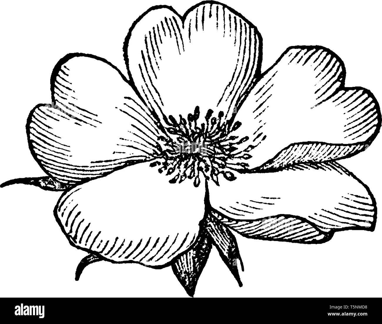 An image of a Rosaceous Corolla flower which is the inner circle of the parts of the flowers, composed of petals, vintage line drawing or engraving il Stock Vector