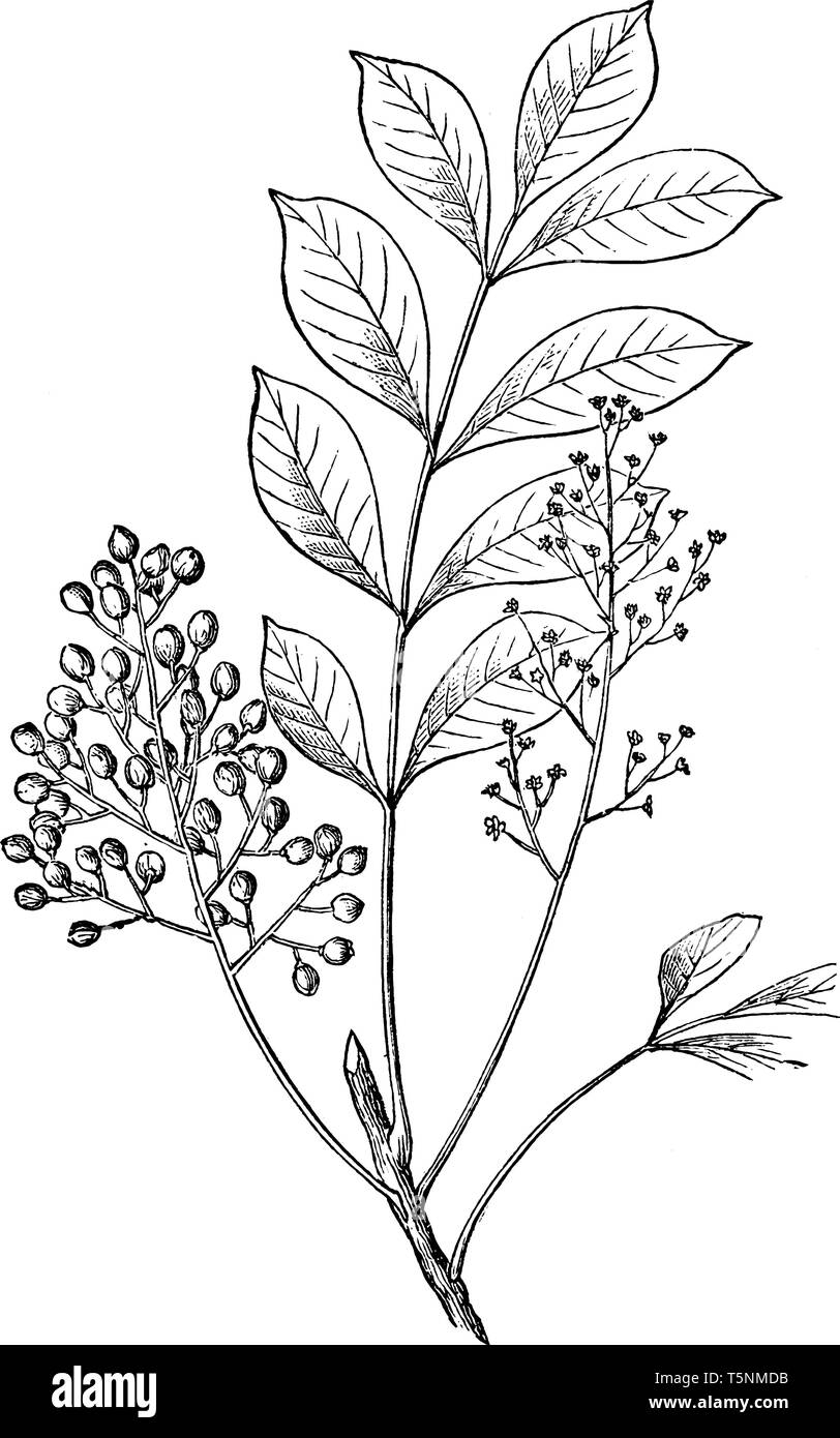 A picture shows Poison Sumac Plant along with berries, Leaves. The fruit and leaves of the poison sumac plant contain urushiol, oil that causes an all Stock Vector