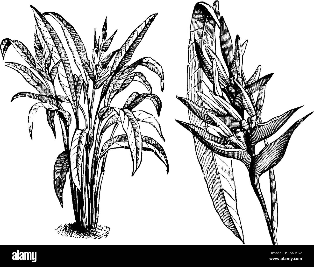 Heliconia, derived from the Greek word helikonios, is a genus of flowering plants in the family Heliconiaceae the heliconis flower color at white and  Stock Vector