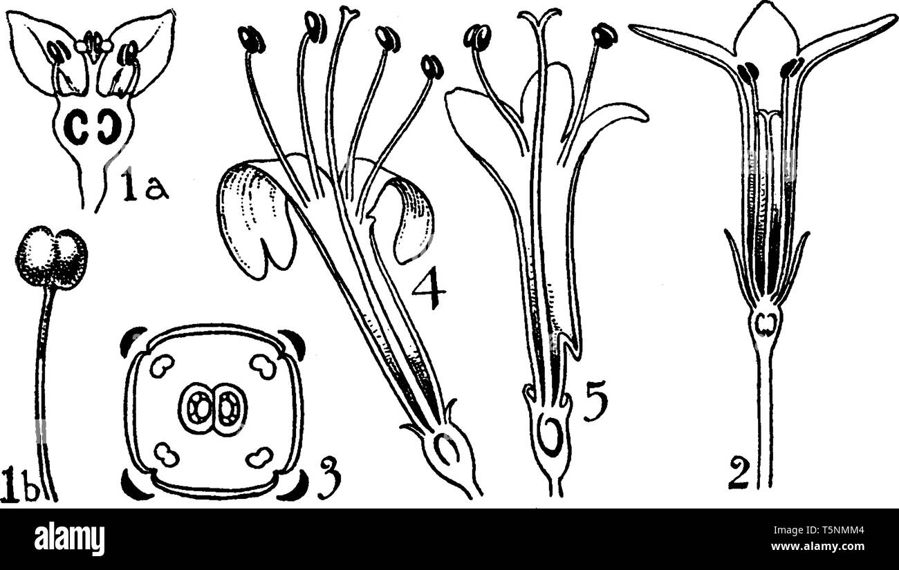 A picture, that's showing a orders of Rubuaceae and Valerianaceae. This is a flower part Anther, ovary, petals, and pedicel, vintage line drawing or e Stock Vector