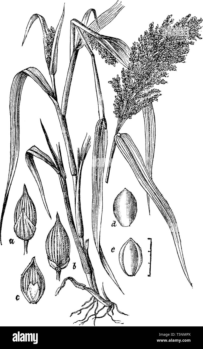 Yellow Broom Corn Seed