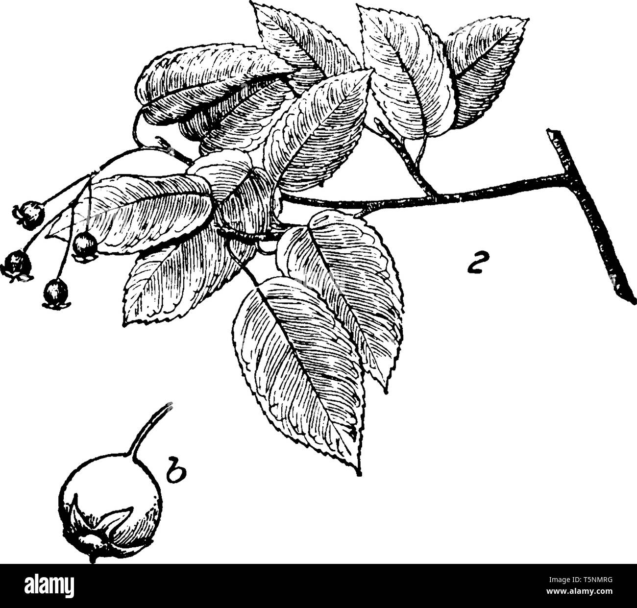 A picture shows Canadian Serviceberry Plant along with his fruits, Leaves, Flower. Fruits are like Berries, black, dark red and brown, white flower an Stock Vector