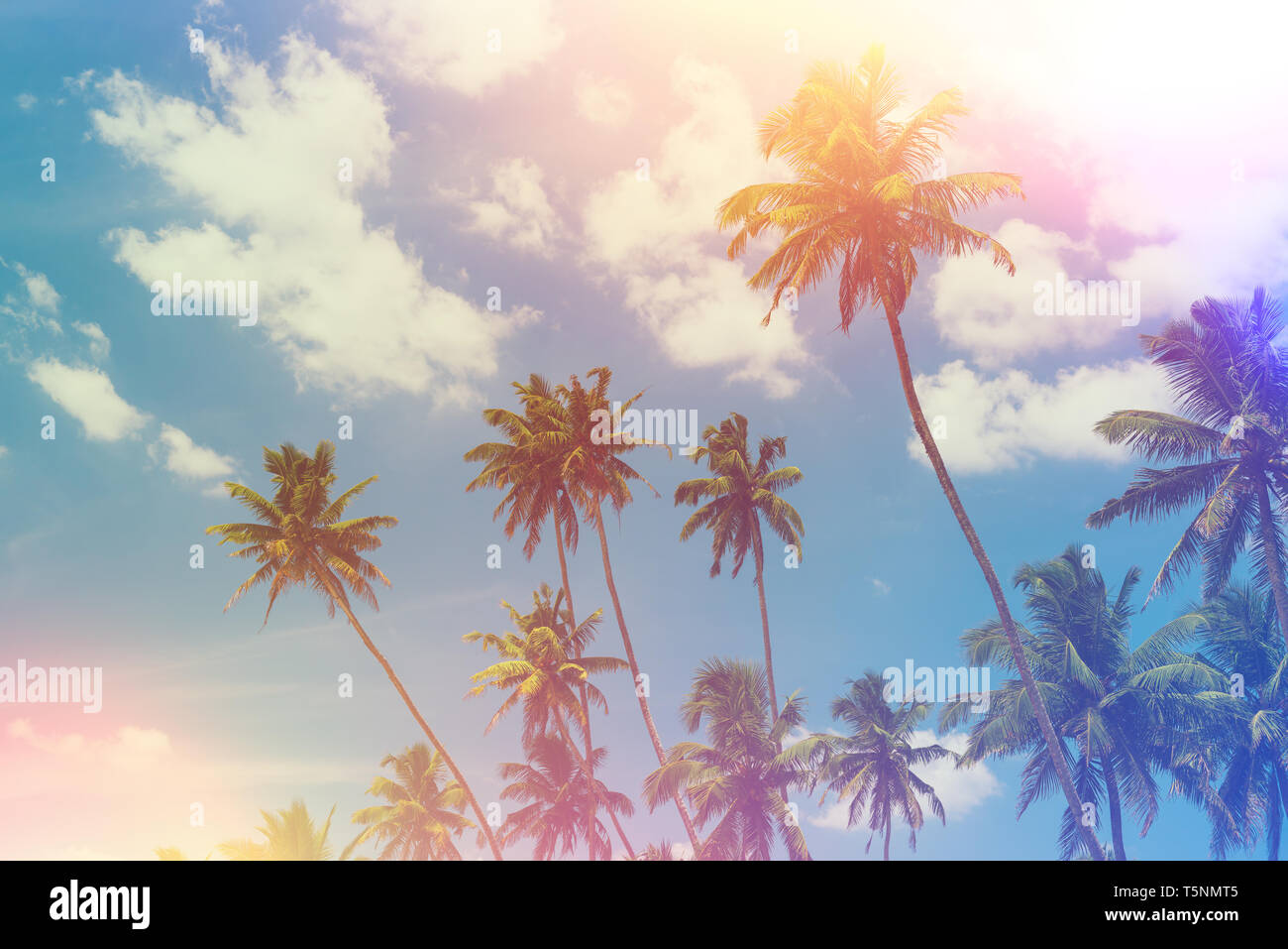 Tropical palm trees at sunny summer day vintage color toned and film ...