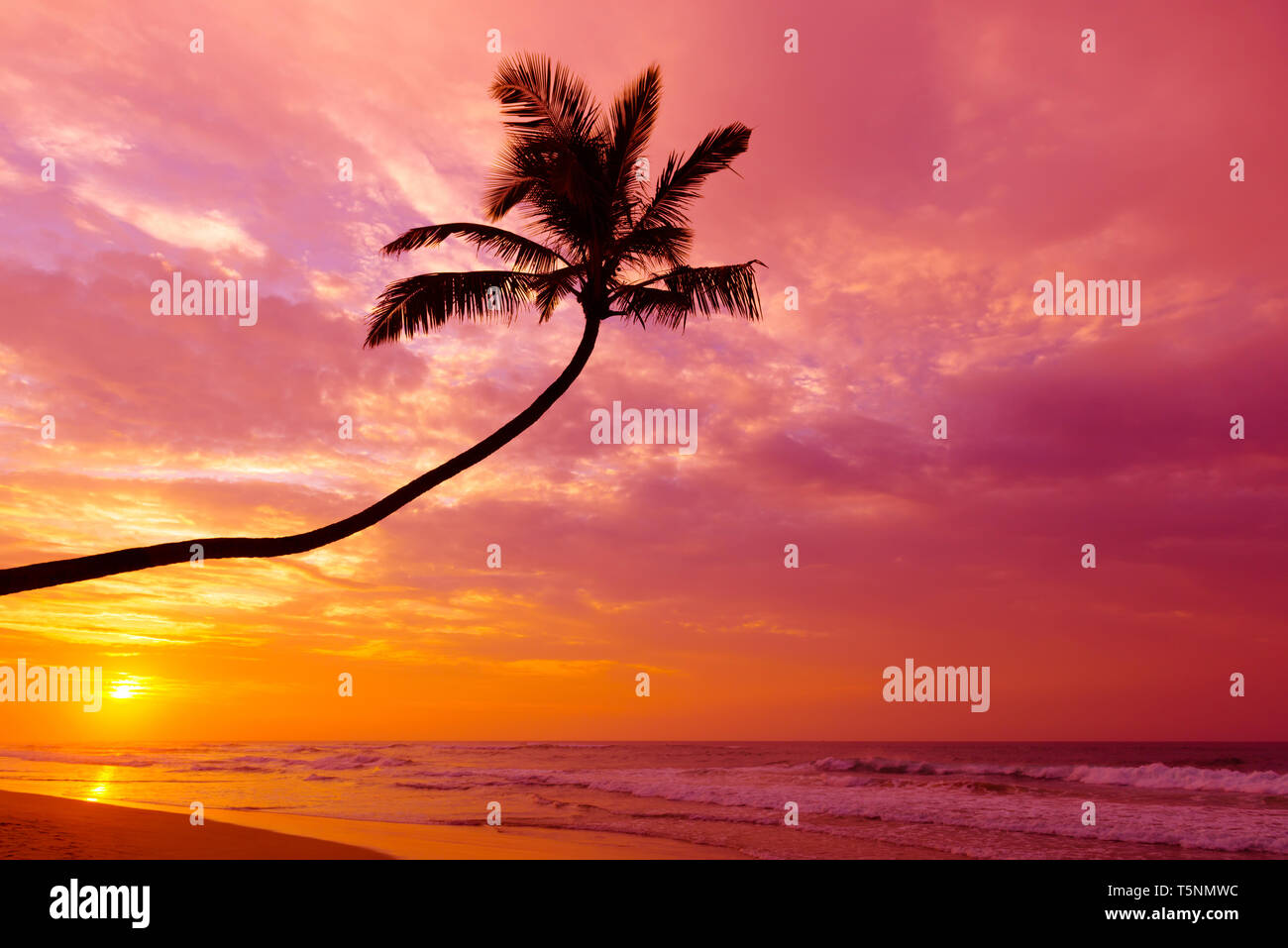 Tropical palm tree silhouette at sunset on empty beach Stock Photo - Alamy