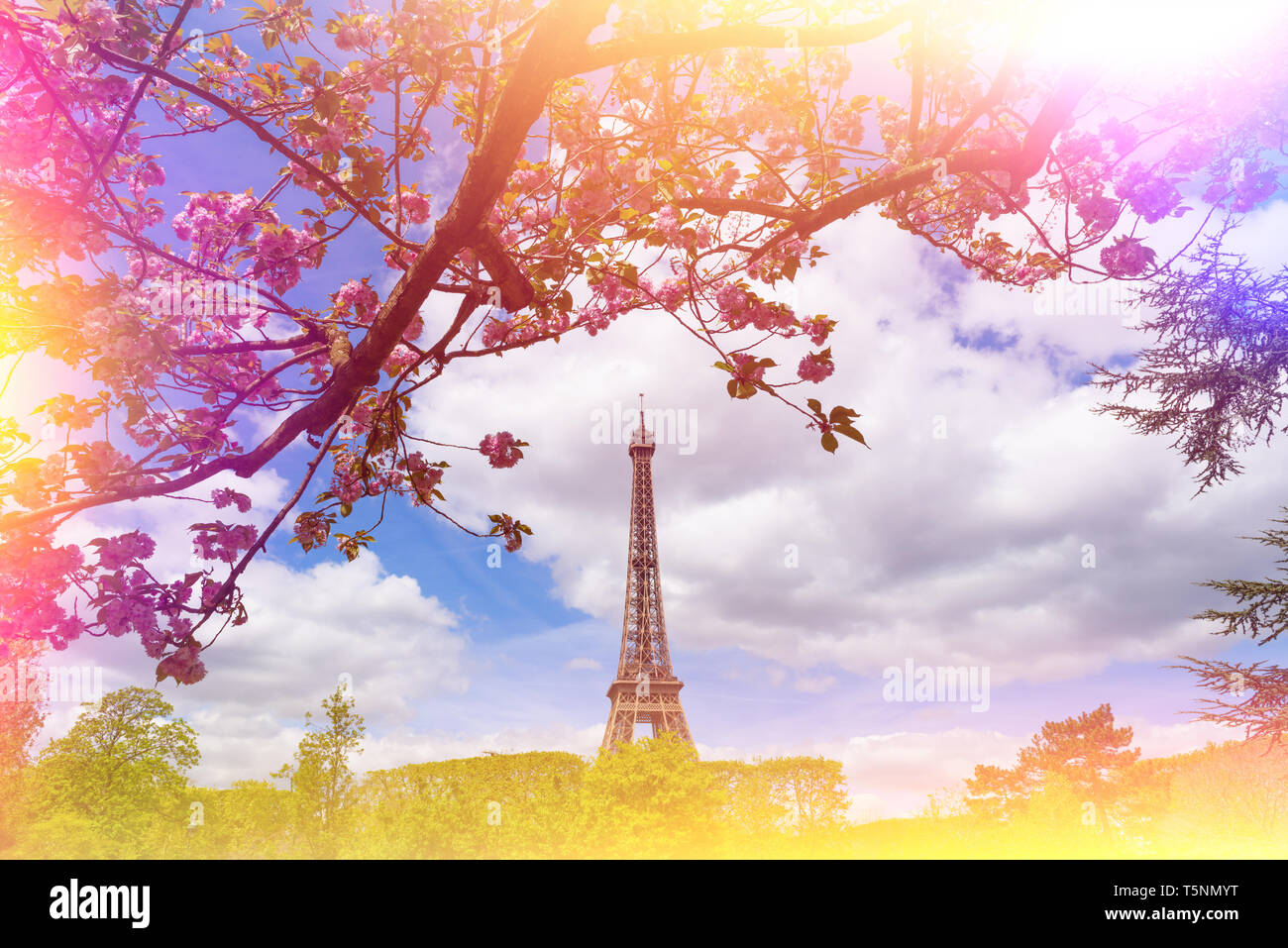 Spring at Paris with Eiffel Tower and blooming cherry blossom tree vintage film color stylized with light leaks Stock Photo