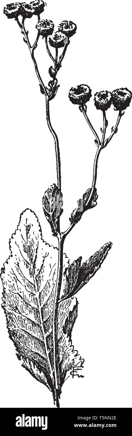 The image shows a Chrysanthemum Balsamita also known as costmary. The costmary is a perennial with oval serrated leaves and can grow up to 2 m high, v Stock Vector