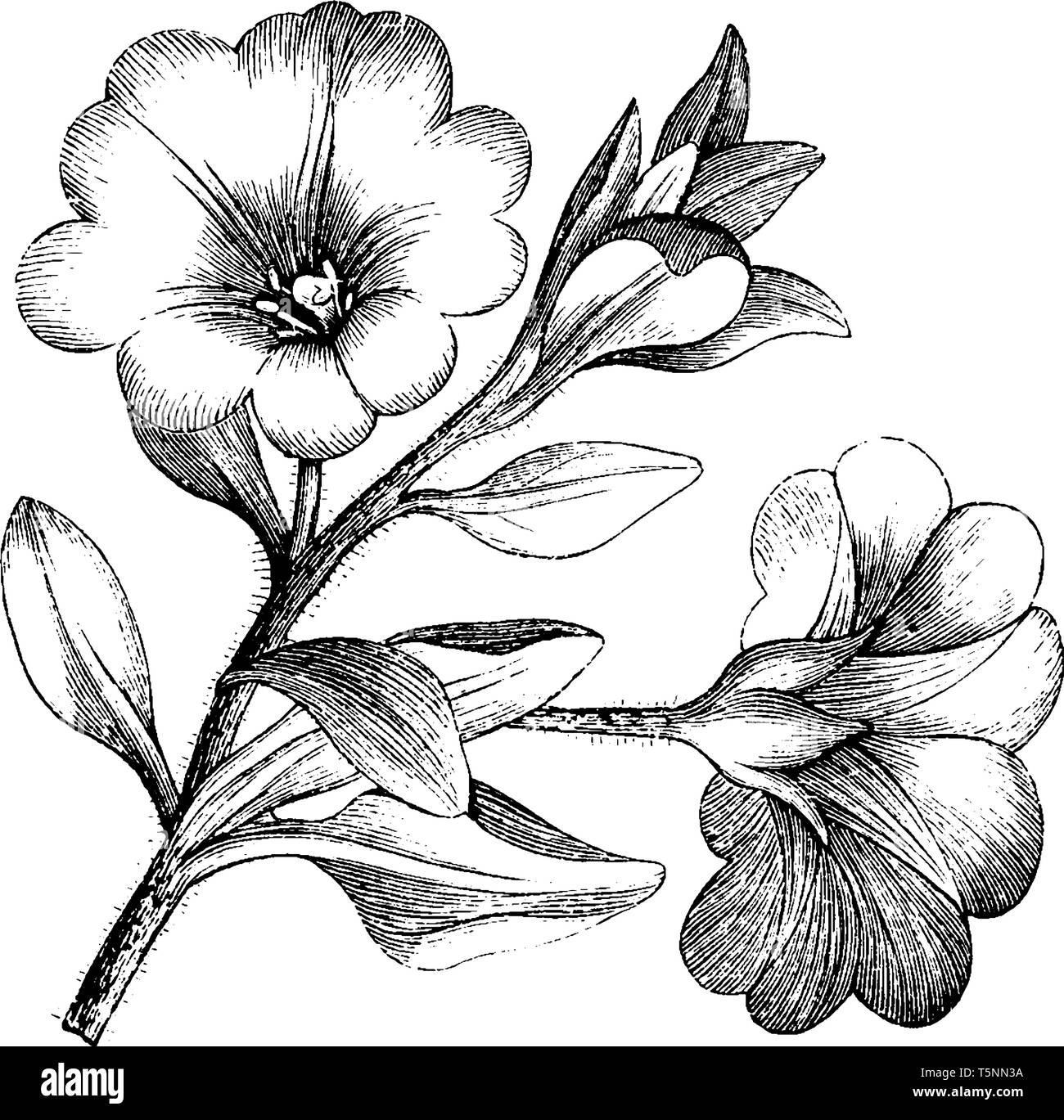 This is the image of flowering Branchlet of Nolana Paradoxa, vintage line drawing or engraving illustration. Stock Vector