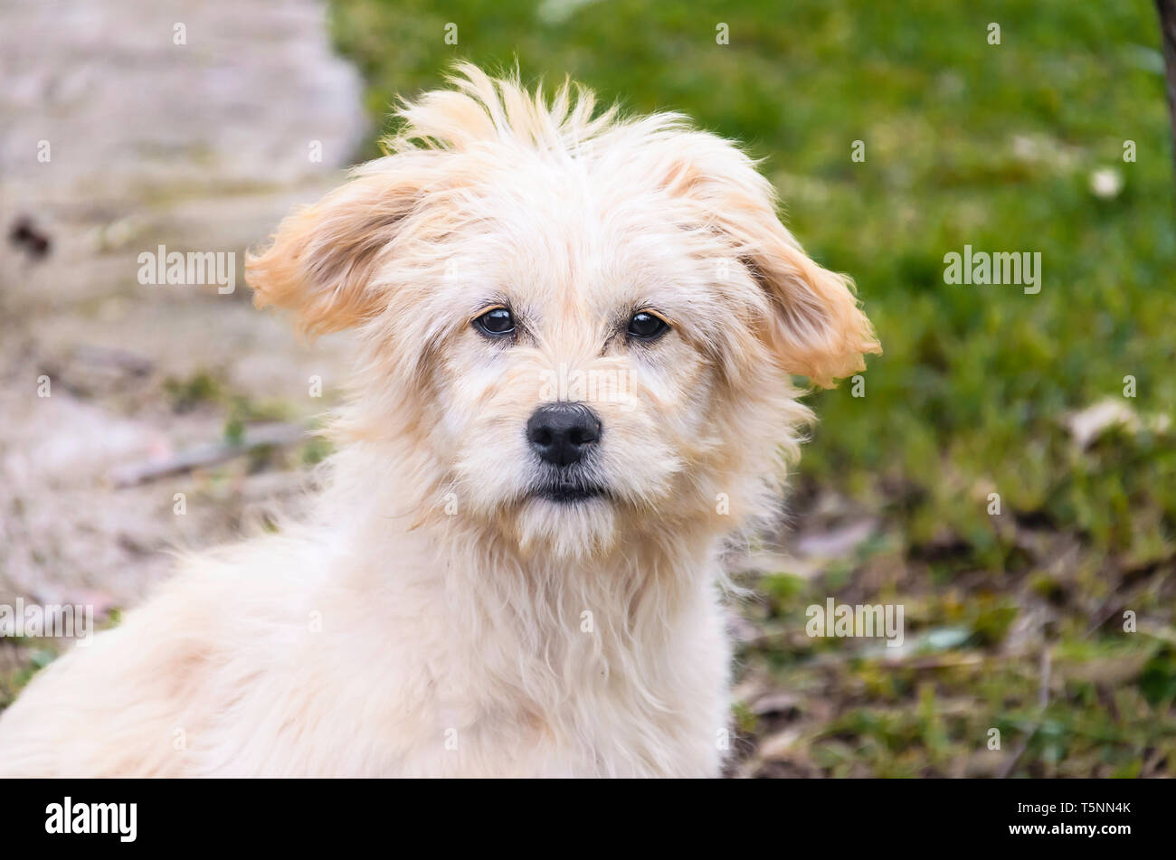 A Dog Stock Photo