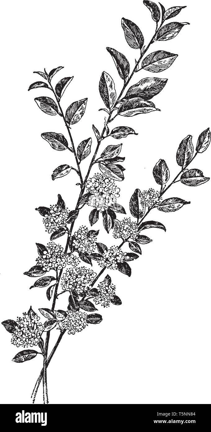 The branches of Cotoneaster Hupehensis are spread out and it is thin and 5 feet long. The flowers of this plant are in blooms in May, along with flowe Stock Vector
