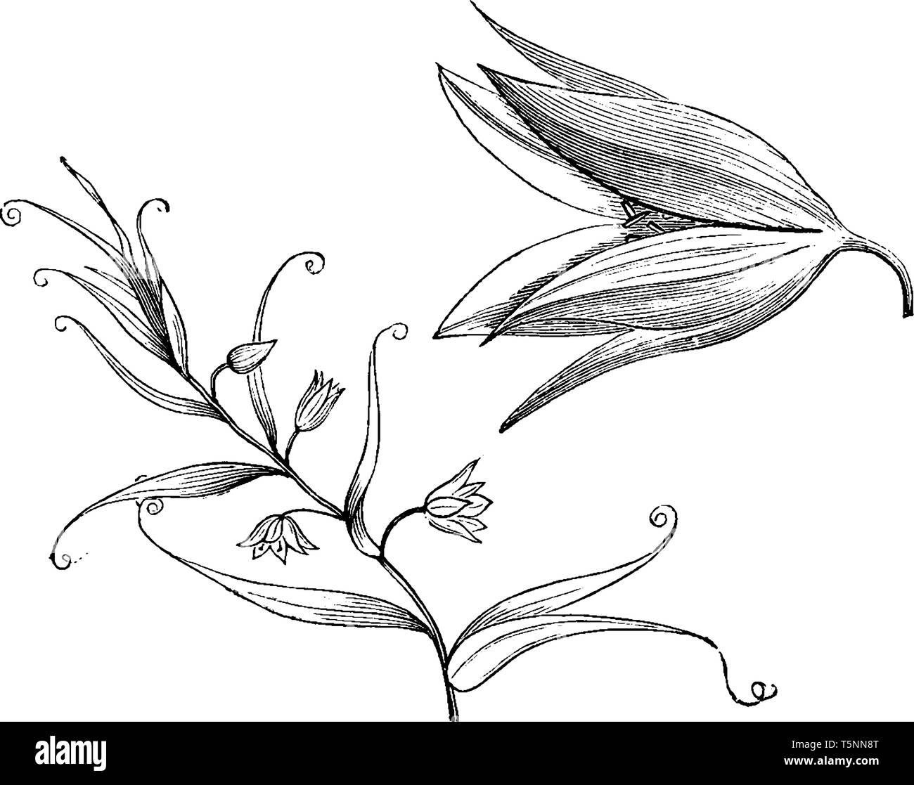 Littonia Modesta is a flowering plant. Its flowers are orange colored and bell shaped. This plant needs support to grow, vintage line drawing or engra Stock Vector