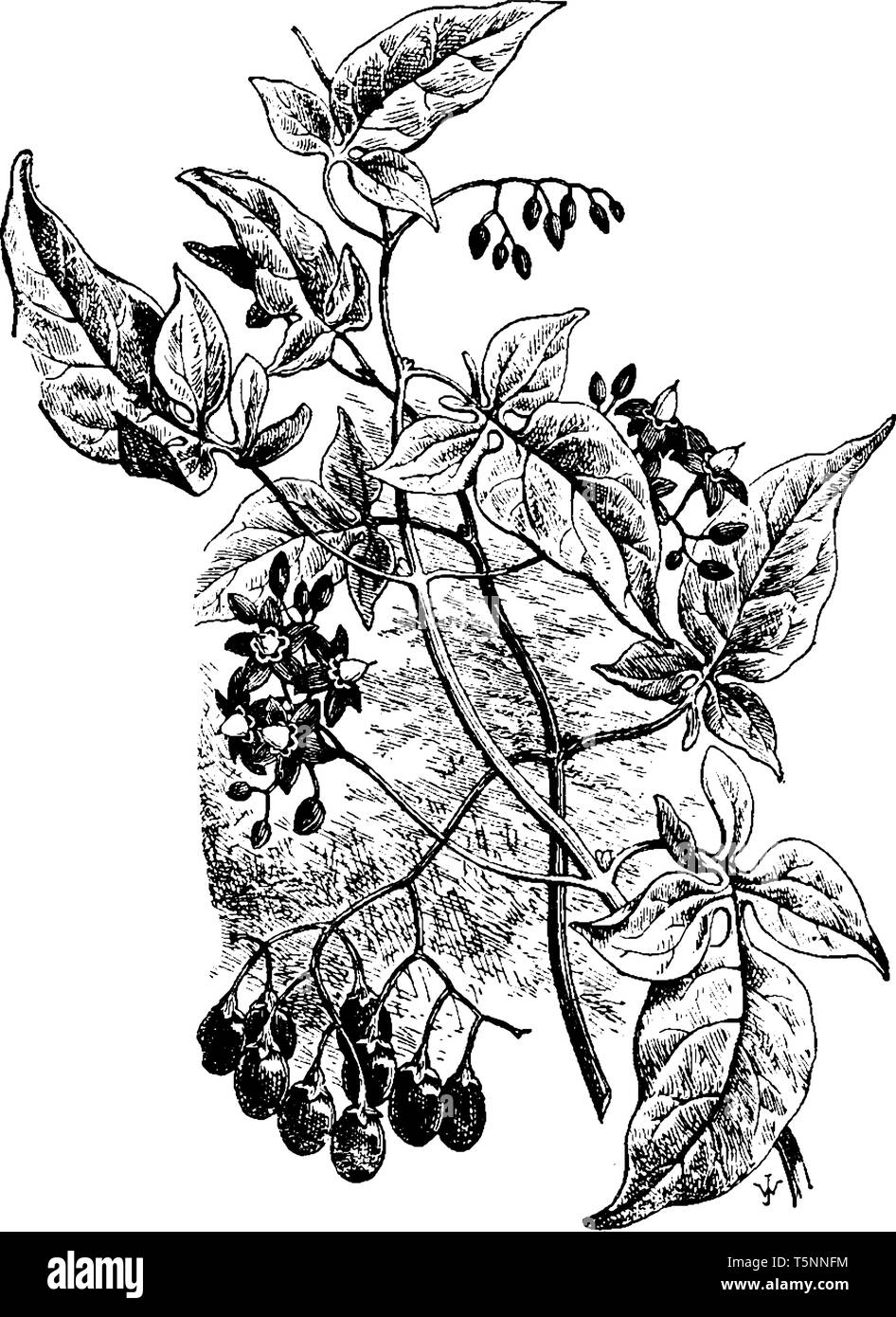 A picture is showing Solanum Dulcamara. It is also known as Bittersweet. It belongs to Solanaceae family and native to Europe and Asia. It is a perenn Stock Vector