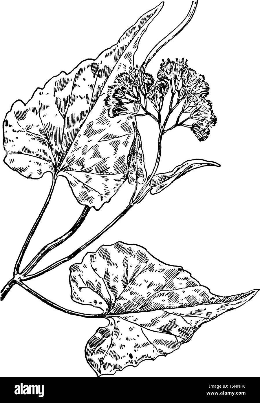 This Boneset species grows as a vine. The leaves are oppositely arranged on stem node, and have heart shaped leaves. The flower's inflorescence is clu Stock Vector