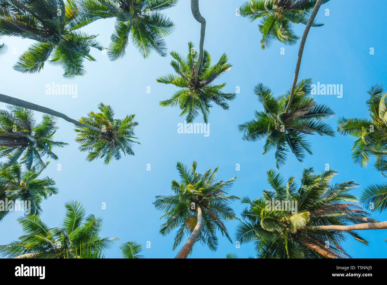 Palm trees over blue sky background Stock Photo - Alamy