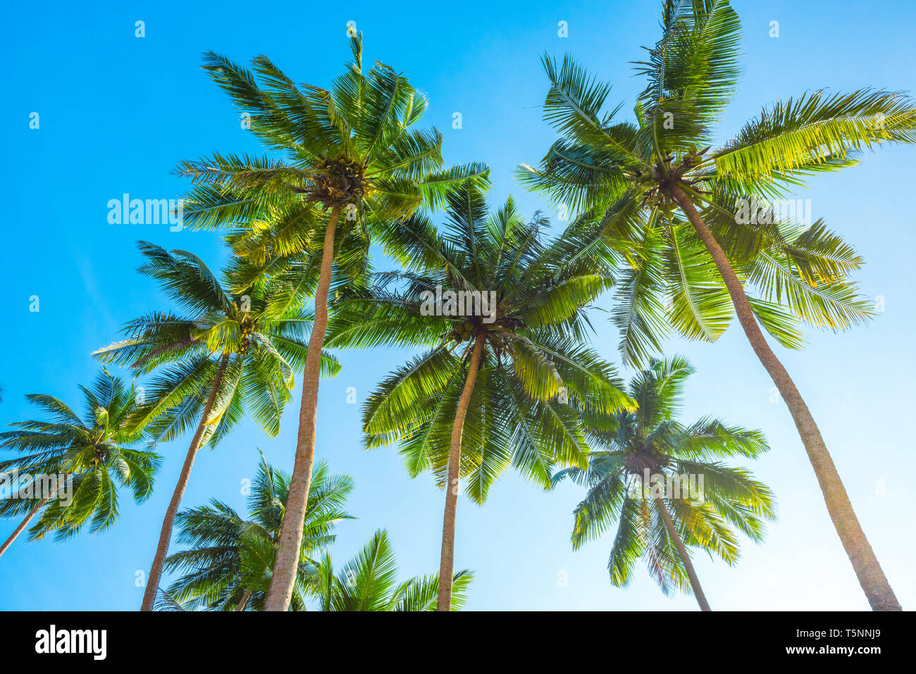 Tropical palm trees Stock Photo - Alamy