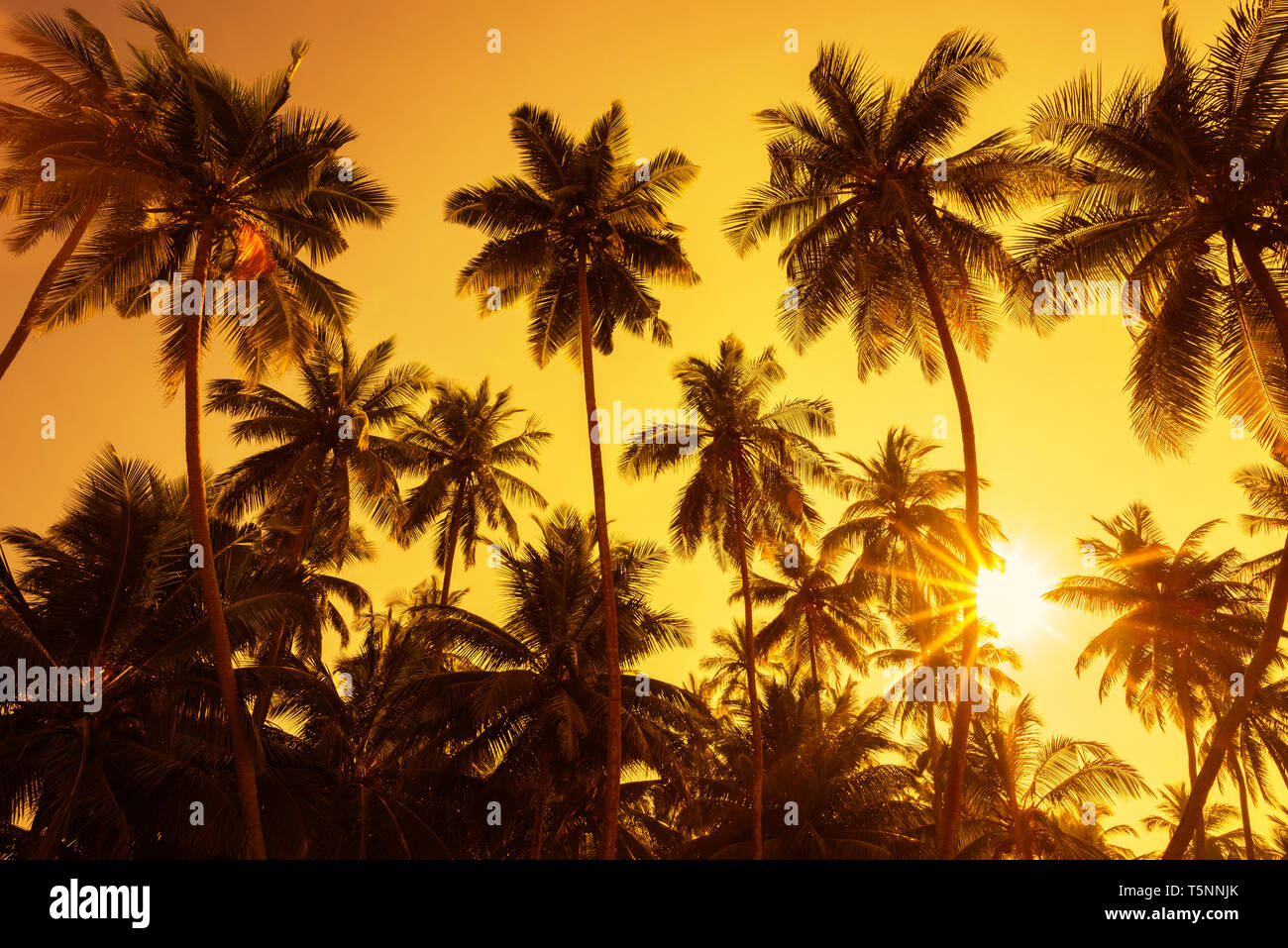 Palm trees silhouettes on tropical beach at summer warm vivid sunset ...