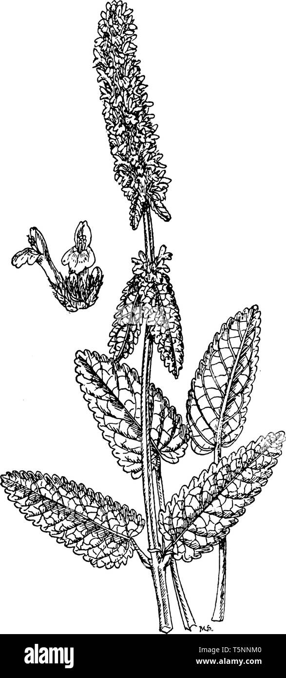Stachys officinalis is a perennial grassland herb. Its leaves are stalked on upright stems, narrowly oval, with a heart-shaped base. Its upper lip fla Stock Vector