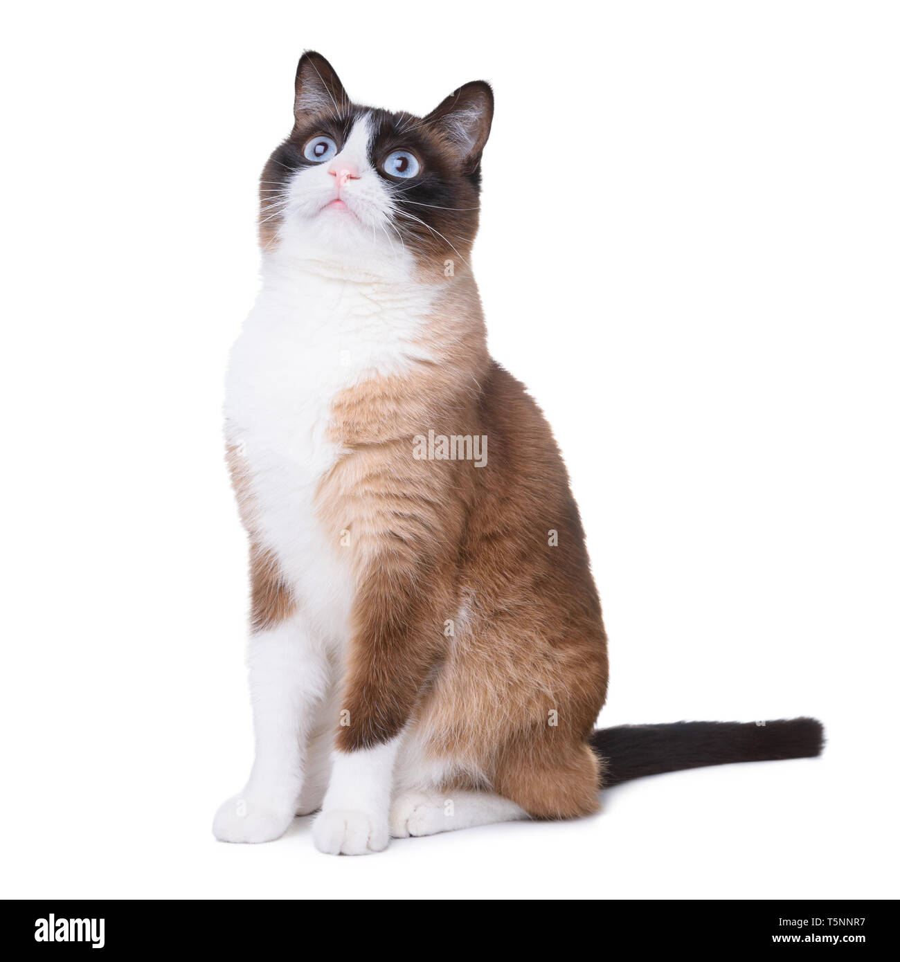 Snowshoe cat excited looking up isolated on white Stock Photo - Alamy