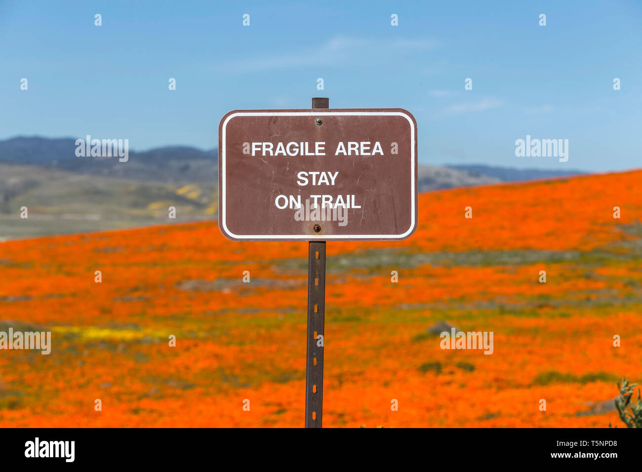Fragile area stay on trail sign with California poppy meadow. Stock Photo
