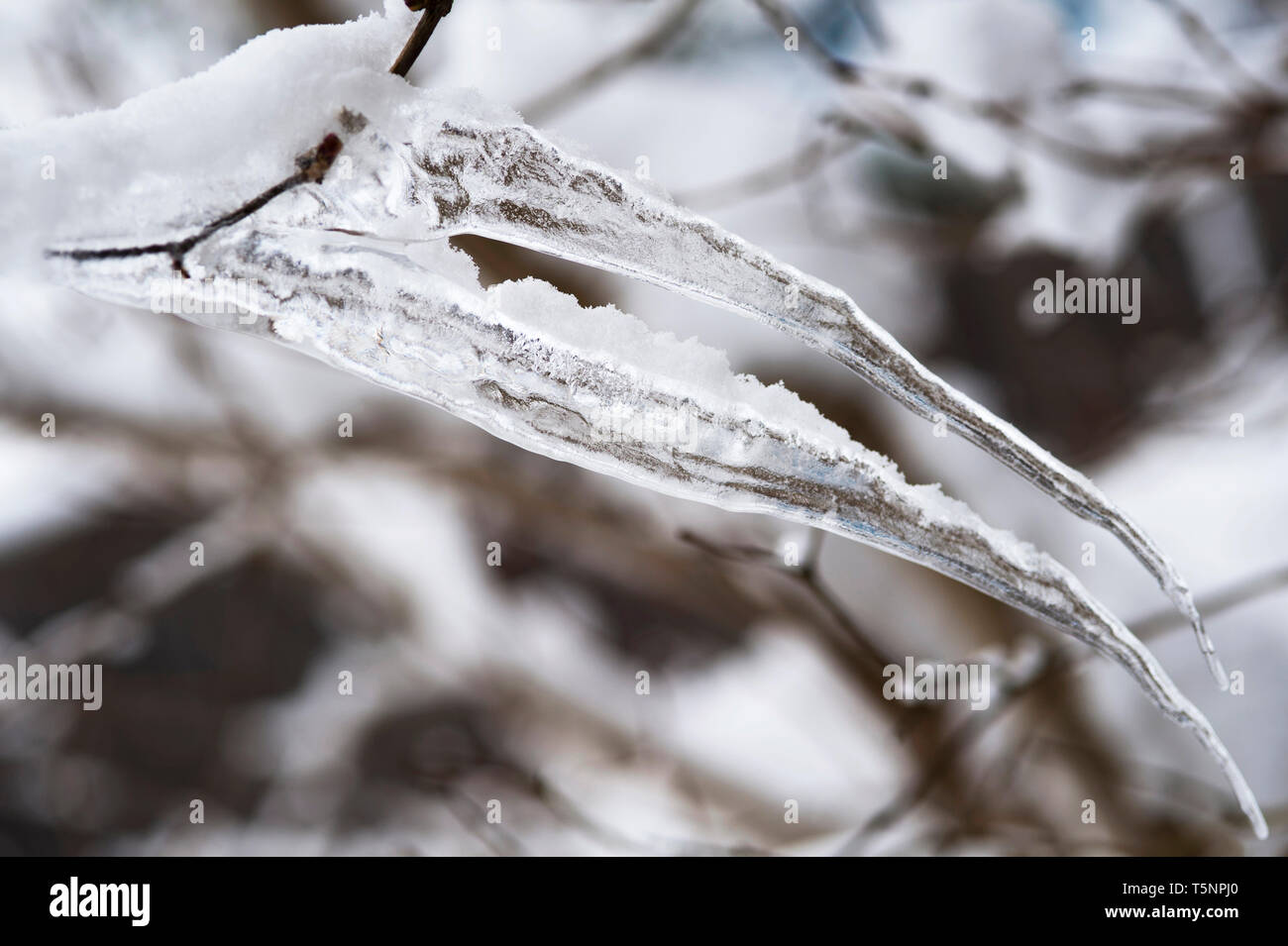 Icicles hanging from tree limbs in freezing temperatures in wintertime, Stock Photo